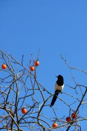 Persimmon season